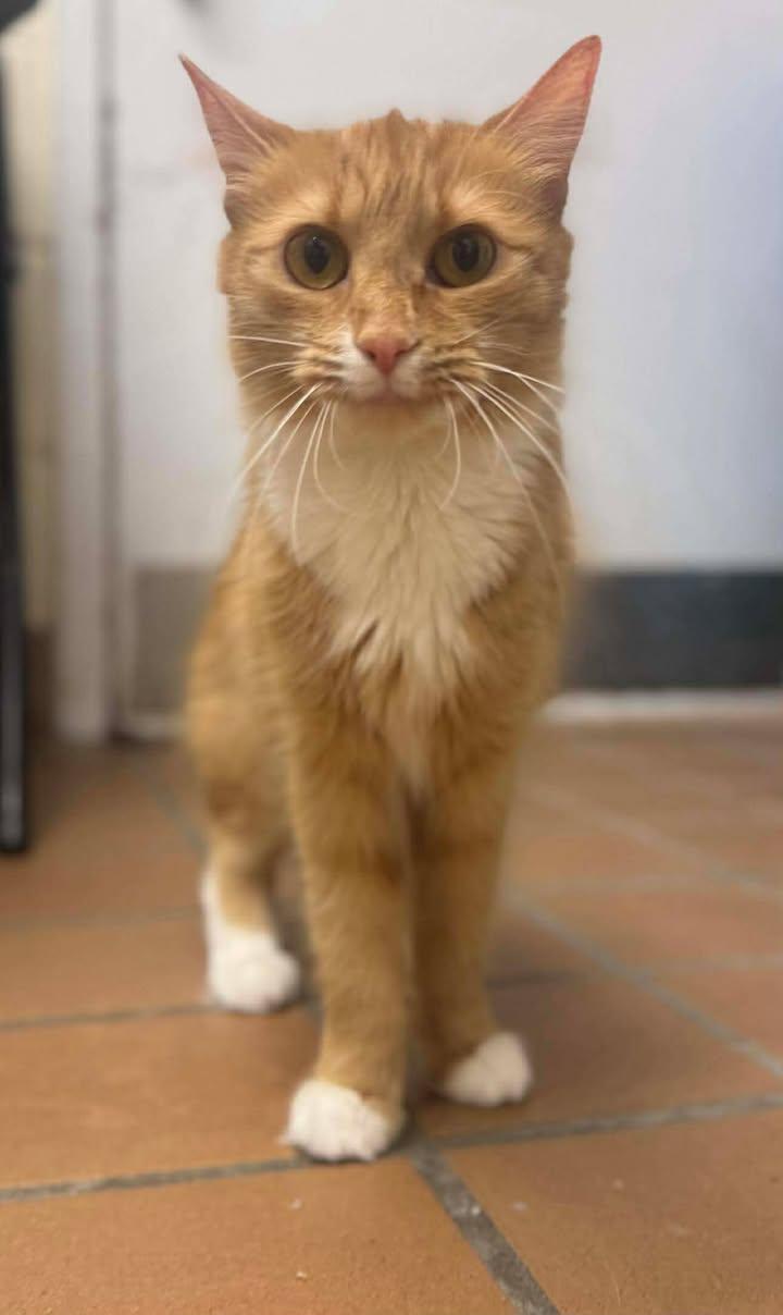 Enlarge Ophelia, a Adoptable Domestic Medium Hair in Stamford, CT image 2/3