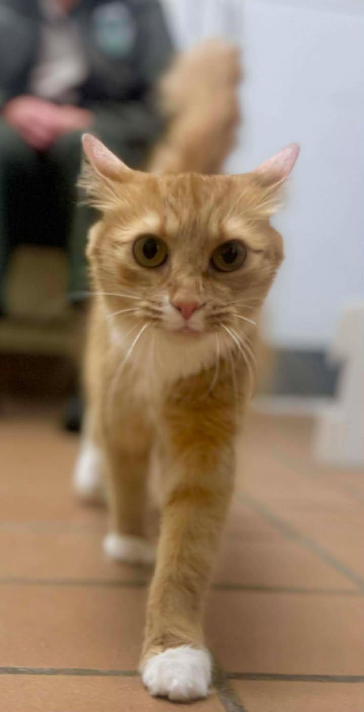 Enlarge Ophelia, a Adoptable Domestic Medium Hair in Stamford, CT image 3/3