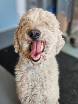 Butter, Adoptable, Adult Male Poodle.