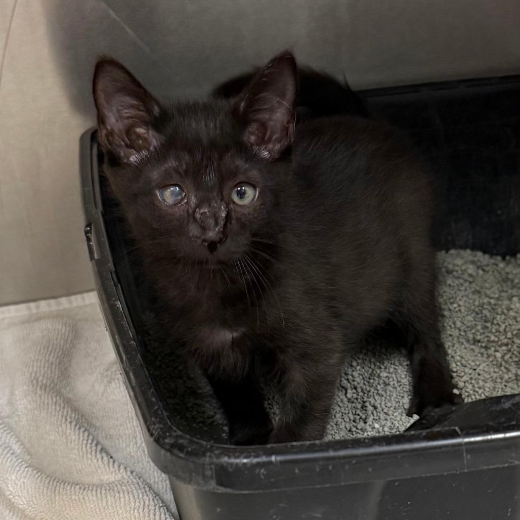 Enlarge Stevie, a Adoptable Domestic Short Hair in Lake Panasoffkee, FL image 1/6