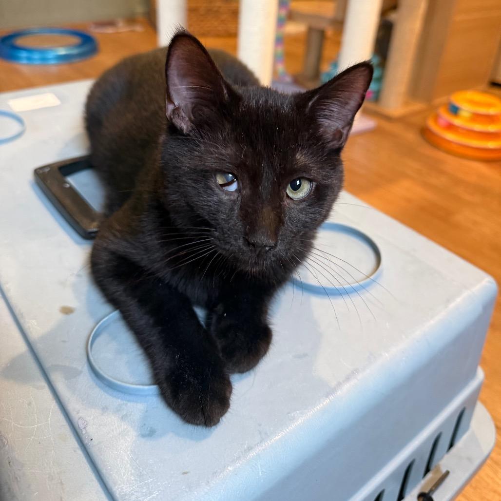 Enlarge Stevie, a Adoptable Domestic Short Hair in Lake Panasoffkee, FL image 2/6