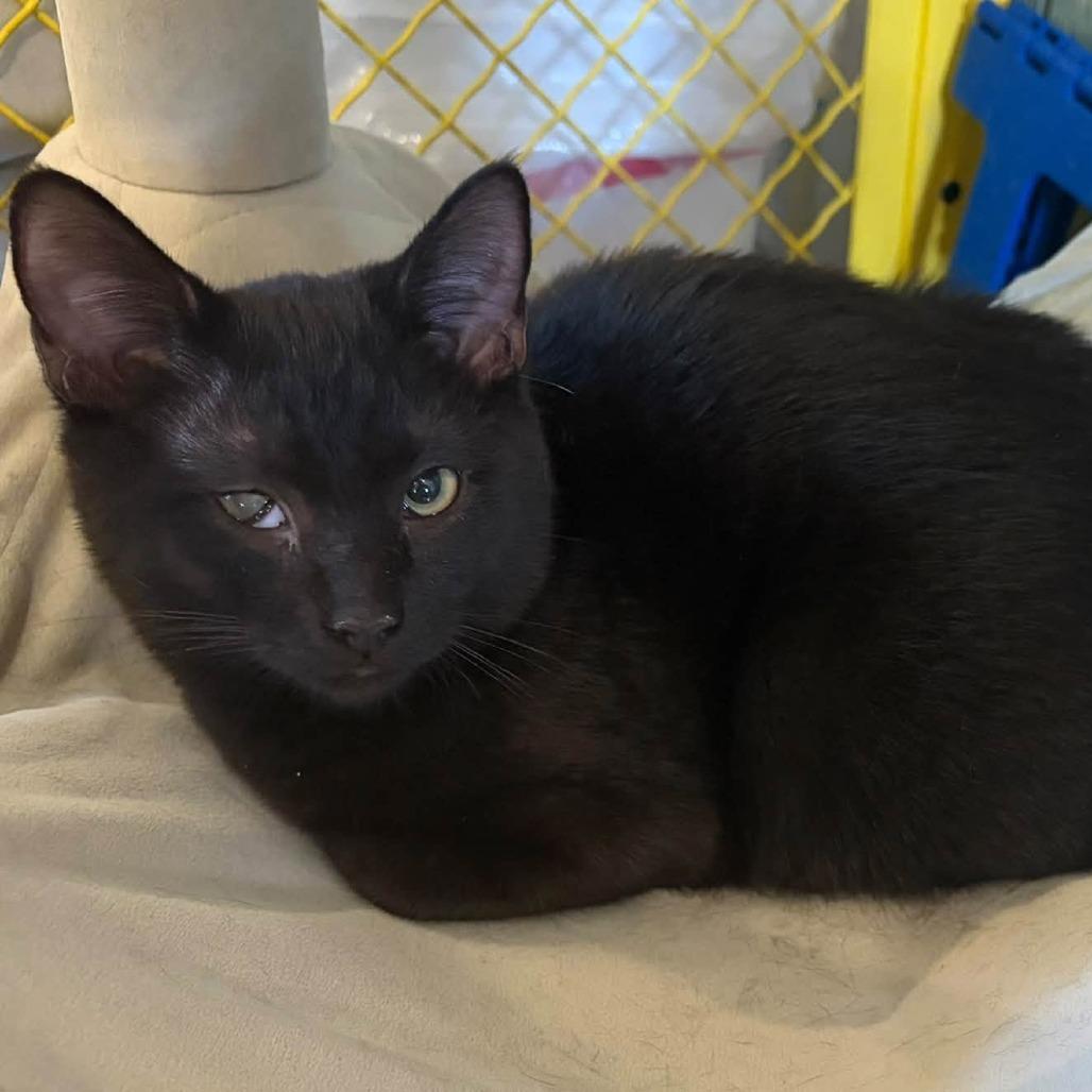 Enlarge Stevie, a Adoptable Domestic Short Hair in Lake Panasoffkee, FL image 3/6