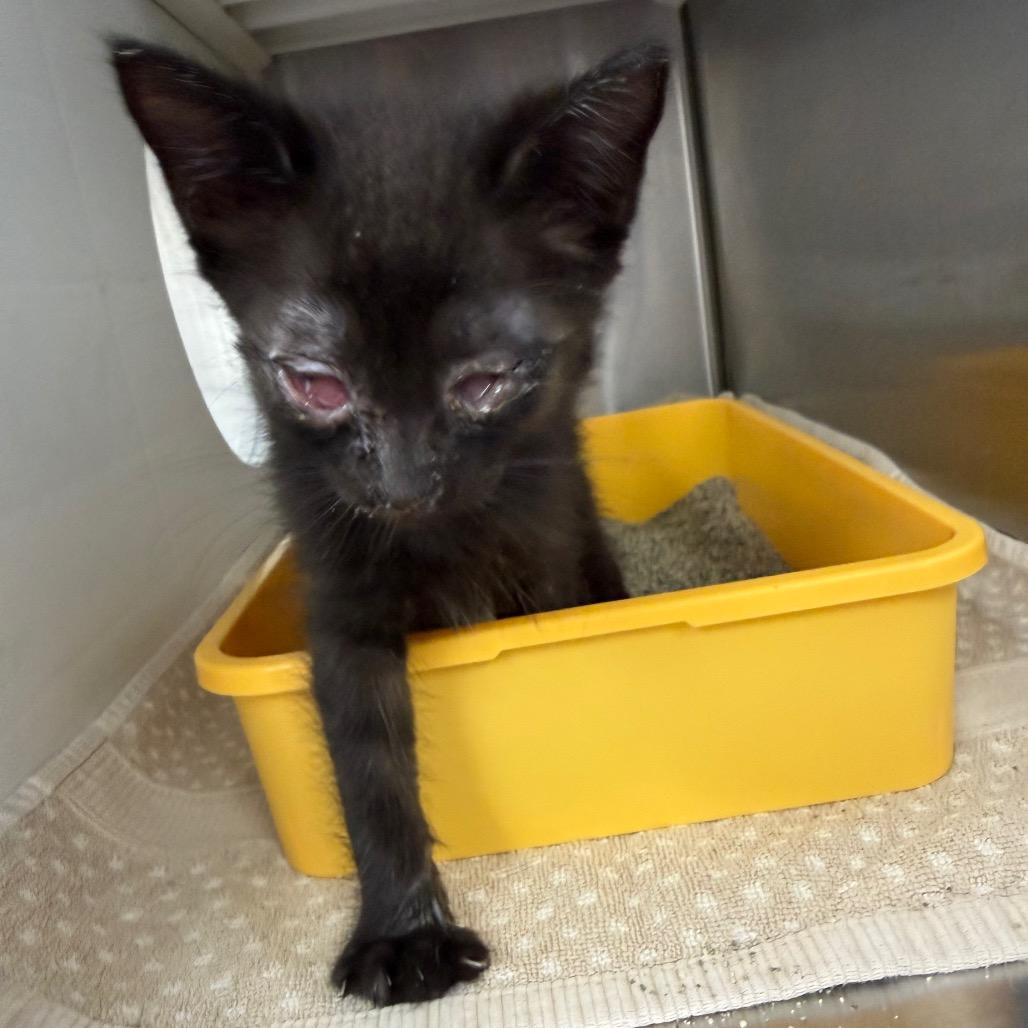 Enlarge Stevie, a Adoptable Domestic Short Hair in Lake Panasoffkee, FL image 4/6