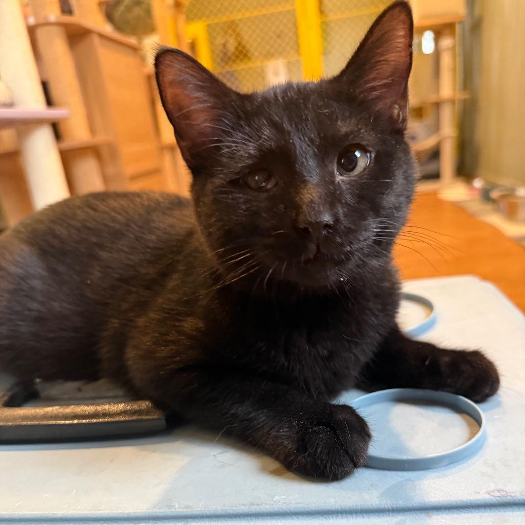 Enlarge Stevie, a Adoptable Domestic Short Hair in Lake Panasoffkee, FL image 5/6