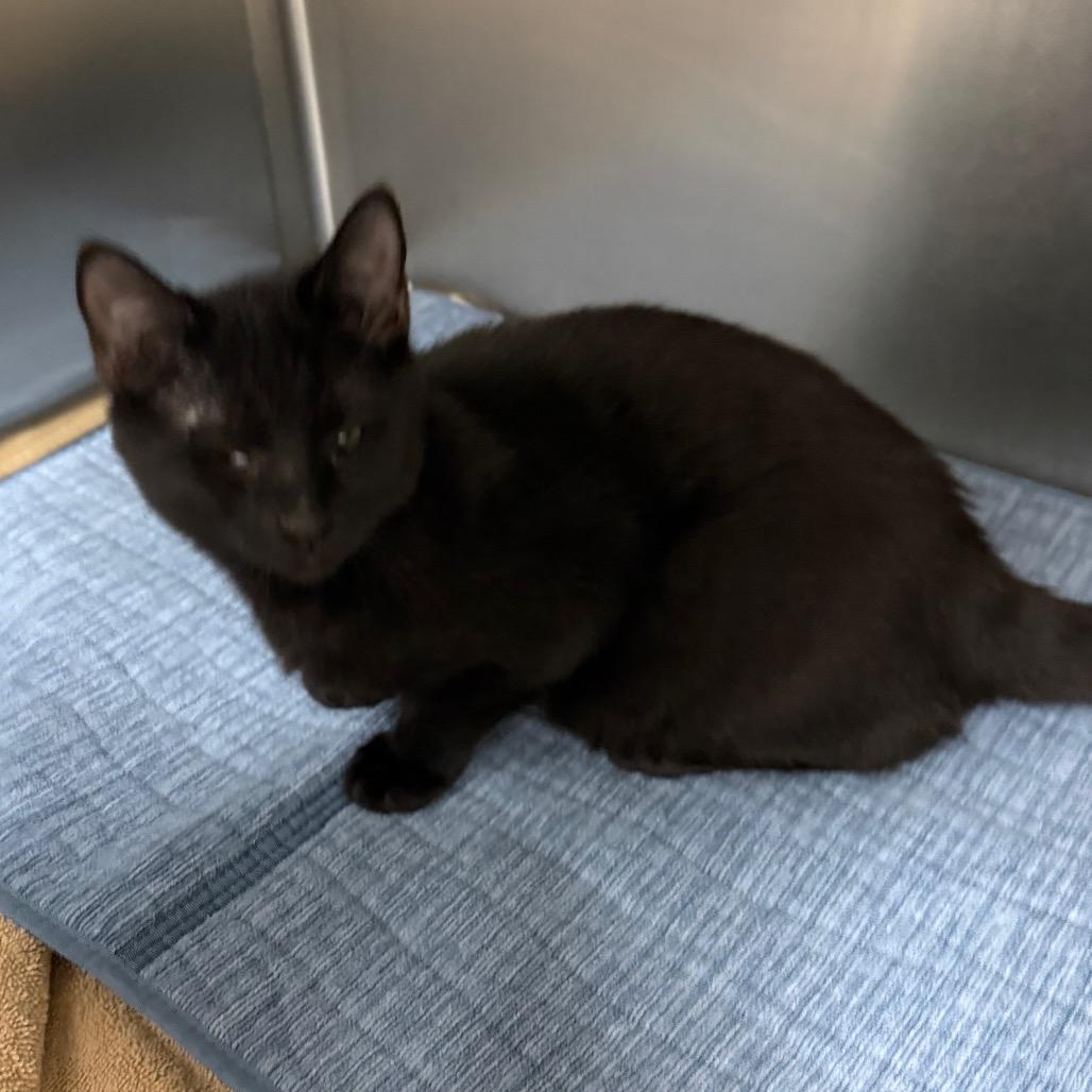 Enlarge Stevie, a Adoptable Domestic Short Hair in Lake Panasoffkee, FL image 6/6