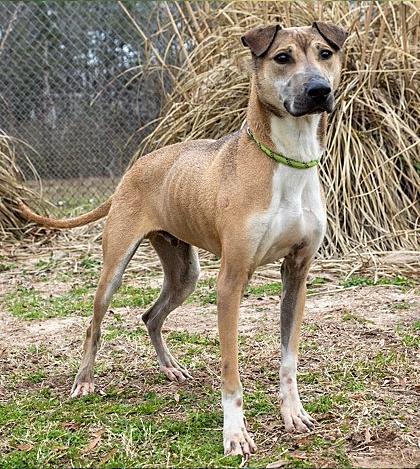 Enlarge Russell, a Adoptable Mixed Breed in Tyler, TX image 3/3