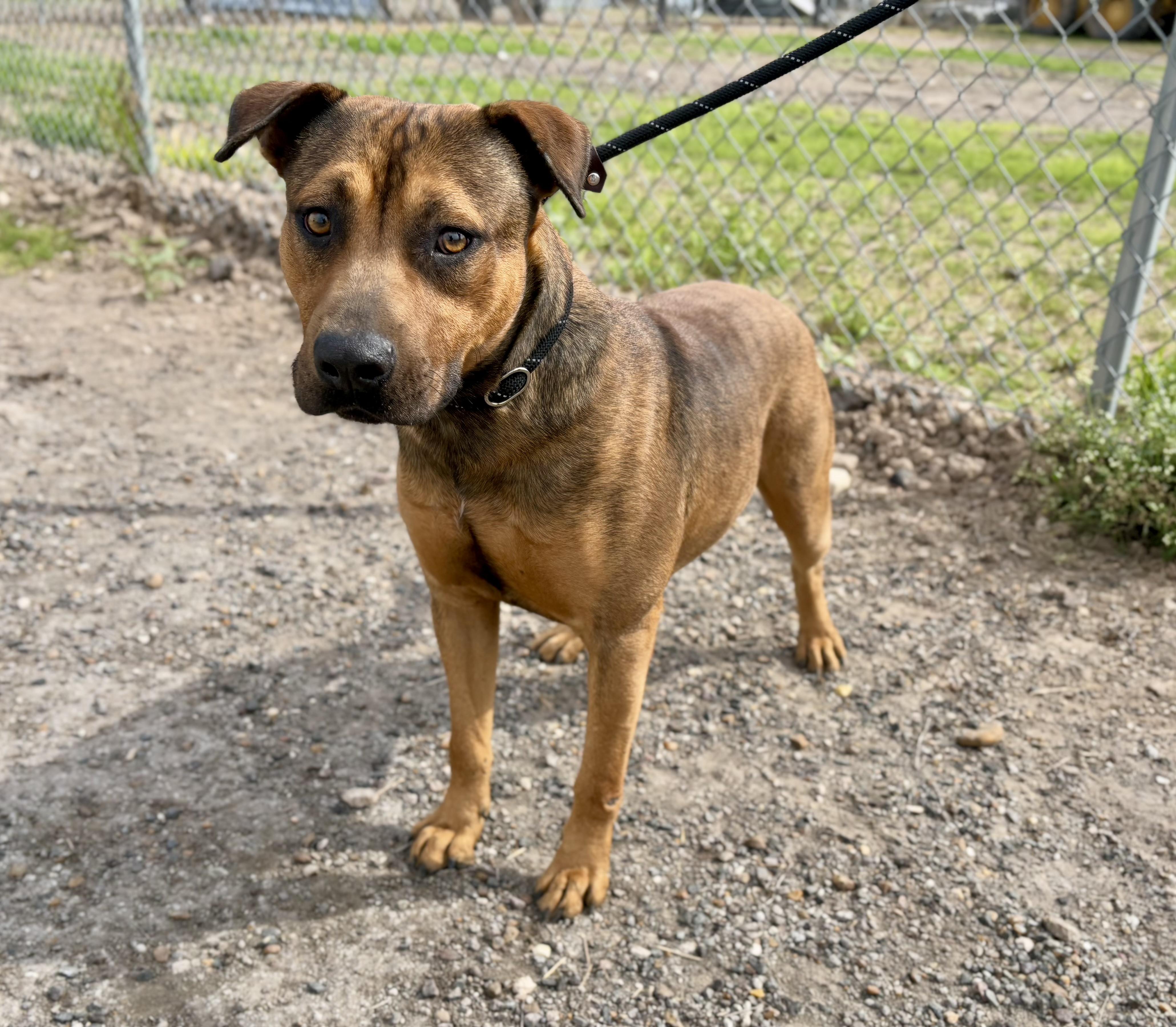 Chill Bill, a Adoptable Pit Bull Terrier in Haddonfield, NJ image 4/4