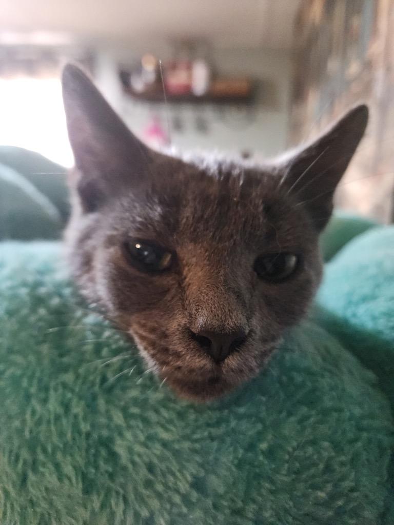 Lucky Kudzu Baby Zuzu