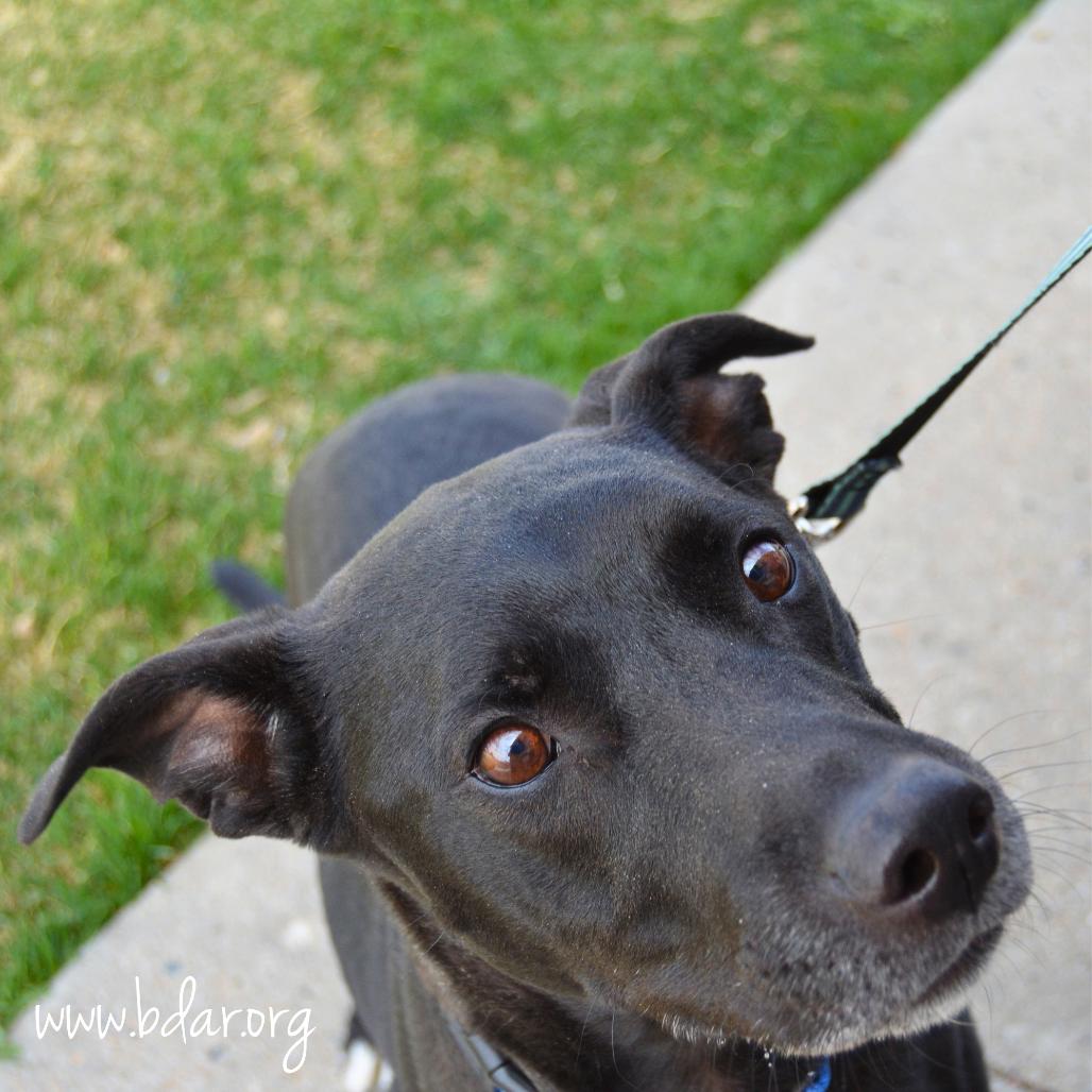 Brett, Adoptable, Adult Male Pit Bull Terrier & Labrador Retriever.
