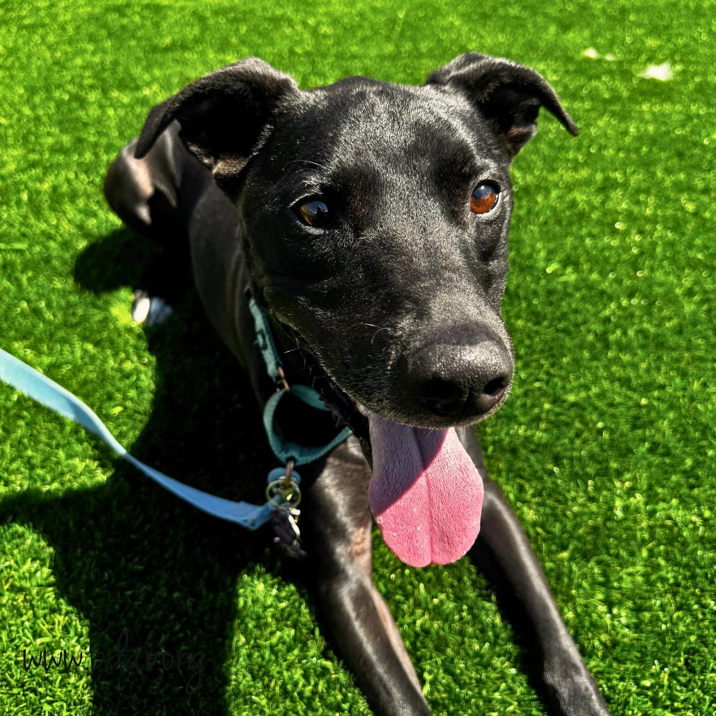 Brett, a Adoptable mixed breed in Cheyenne, WY image 2/5