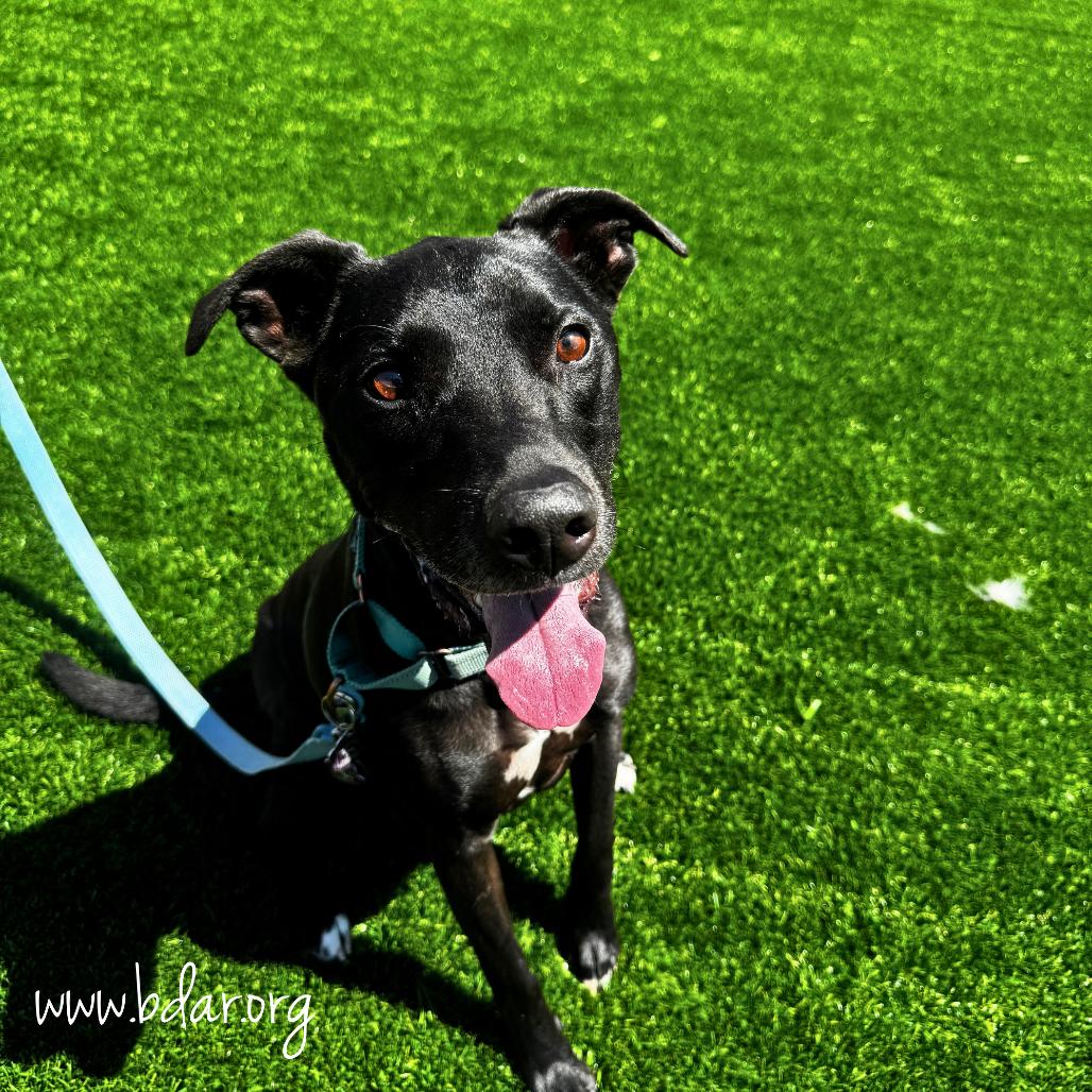 Brett, a Adoptable mixed breed in Cheyenne, WY image 3/5