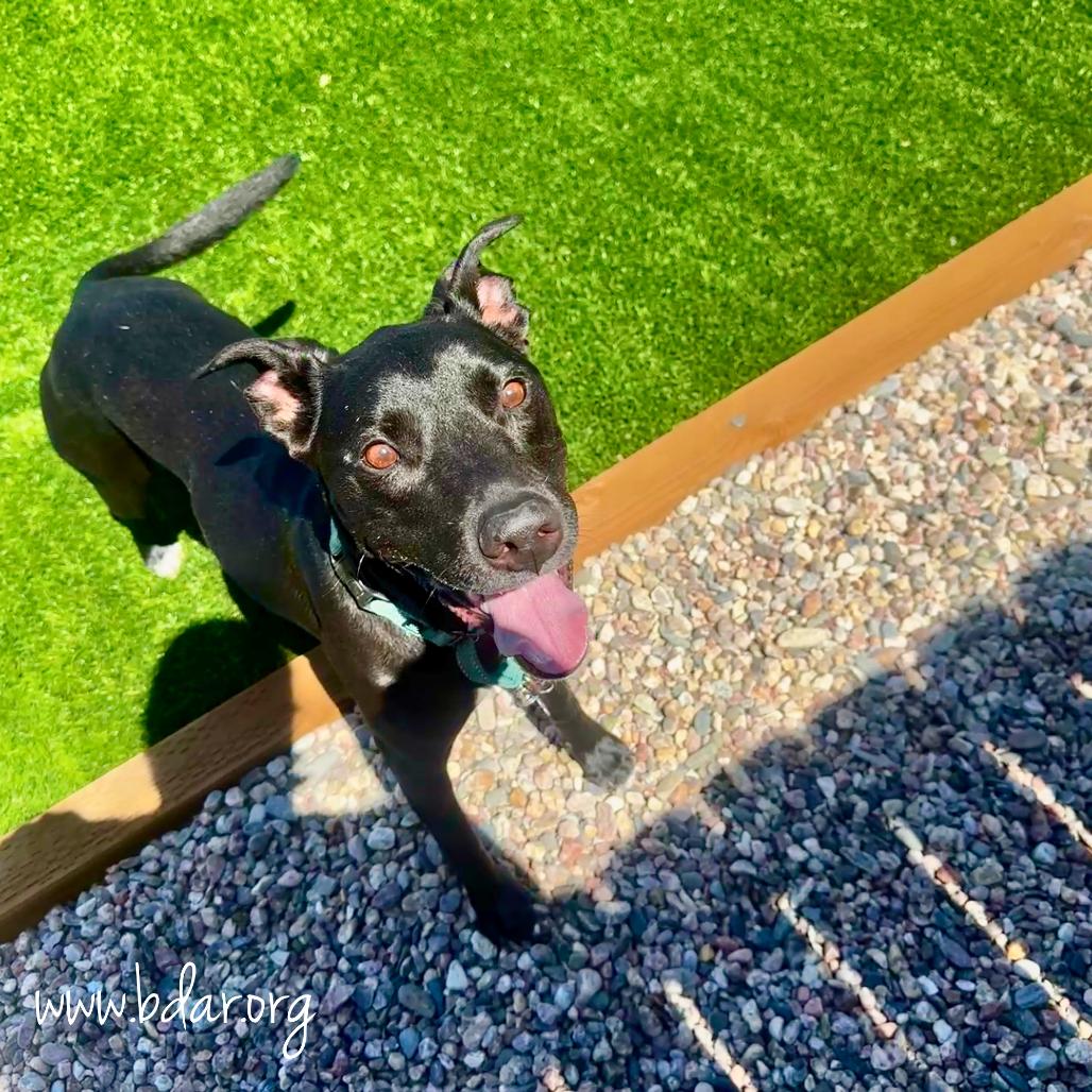 Brett, a Adoptable mixed breed in Cheyenne, WY image 4/5