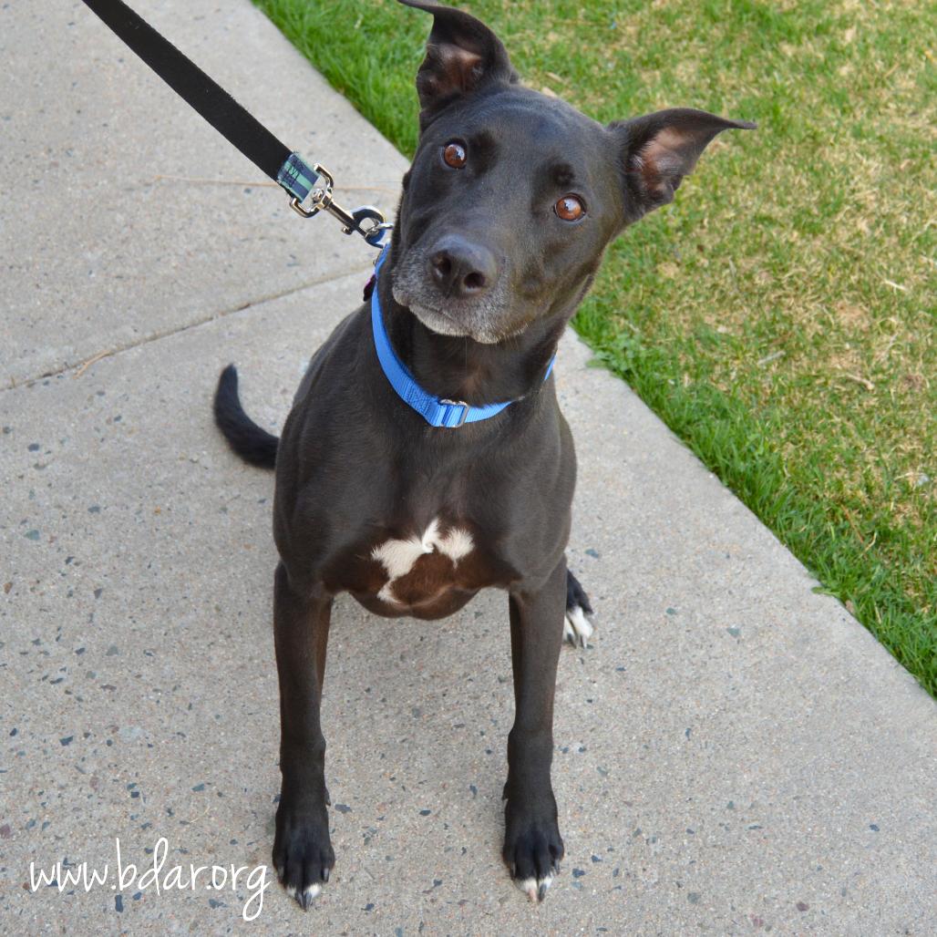 Enlarge Brett, a Adoptable mixed breed in Cheyenne, WY image 2/2