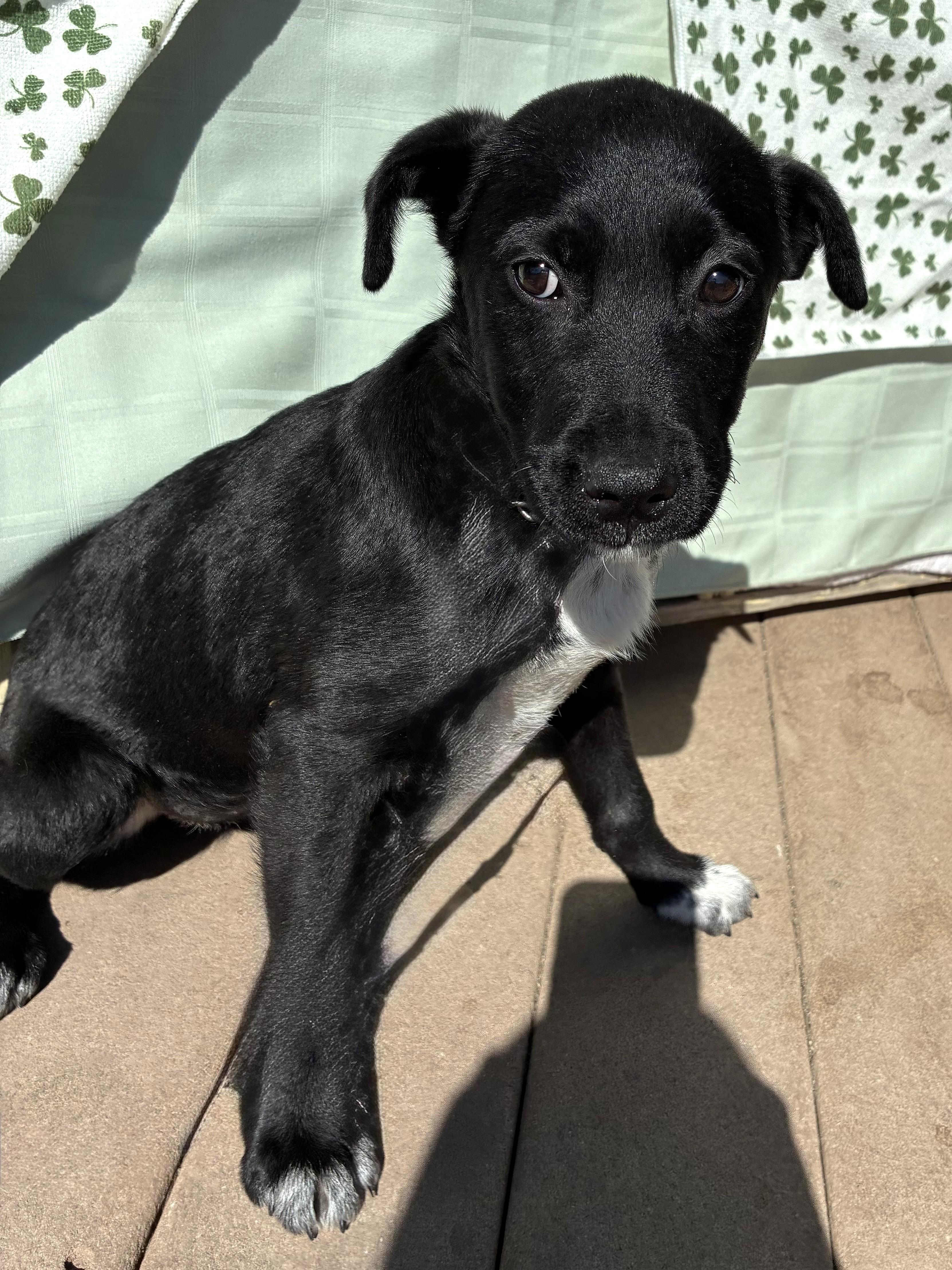 Payten, ADOPTABLE, Puppy Female Labrador Retriever.