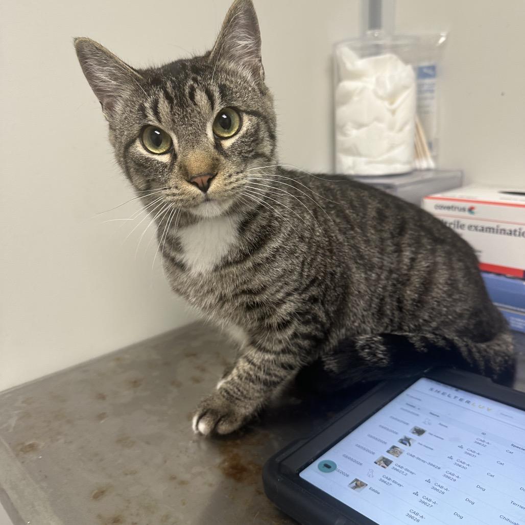 Enlarge Xena, a Adoptable Domestic Short Hair in Concord, NC image 2/2