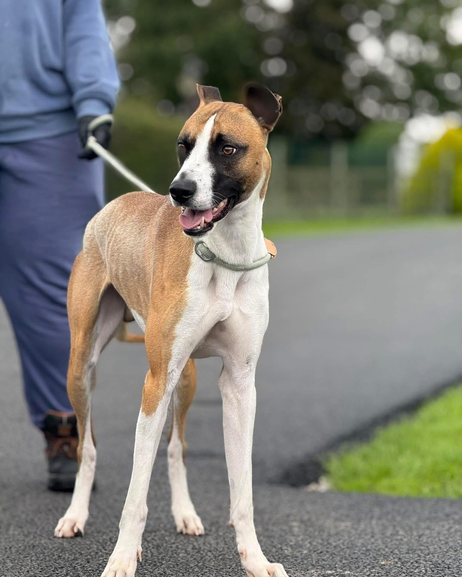 Sonny, Adoptable, Young Male Lurcher & Greyhound.