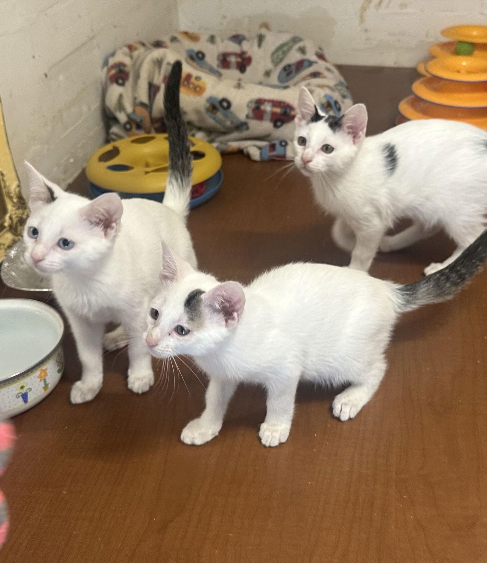 Posey, Adopted, Young Female Domestic Short Hair.