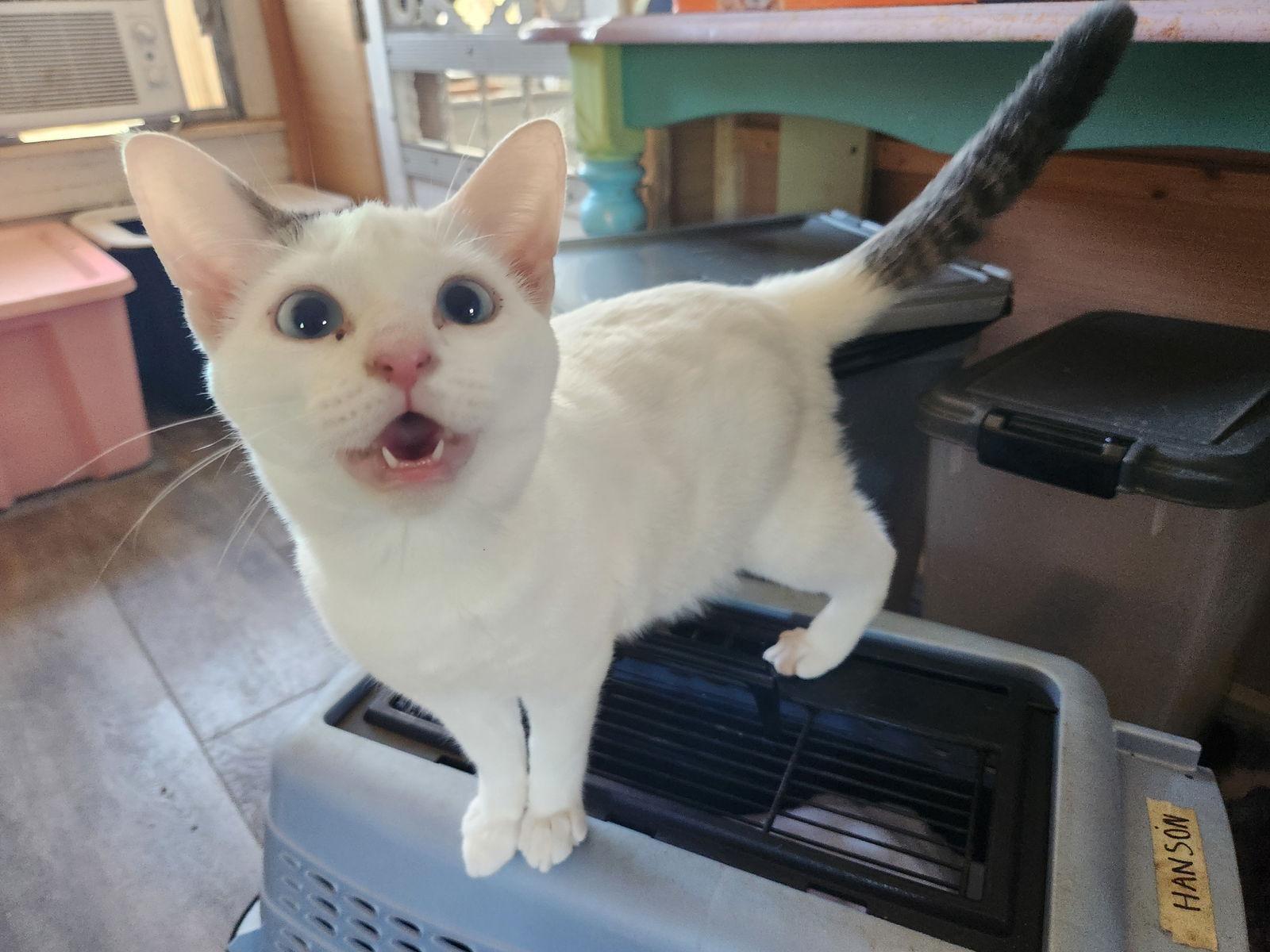 Enlarge Posey, a Adopted Domestic Short Hair in Winter Garden, FL image 3/3