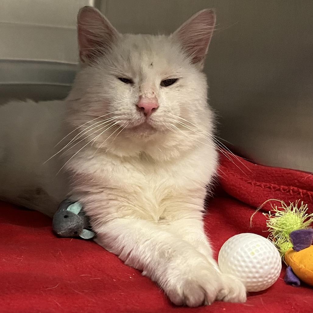 Enlarge Tom-Tom, a Adoptable Domestic Medium Hair in Concord, NH image 1/1
