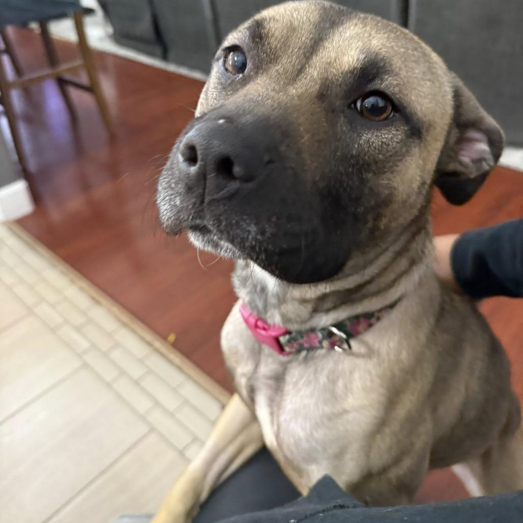 Daisy, a Adoptable Mixed Breed in Jeffersonville, IN image 1/6