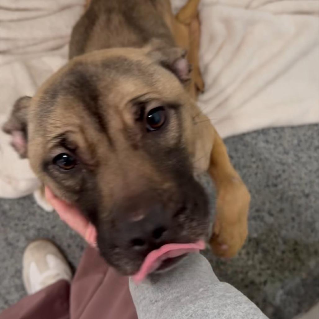 Daisy, a Adoptable Mixed Breed in Jeffersonville, IN image 5/6