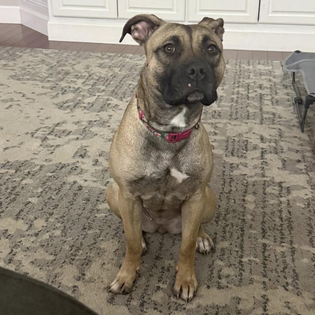 Daisy, a Adoptable Mixed Breed in Jeffersonville, IN image 6/6