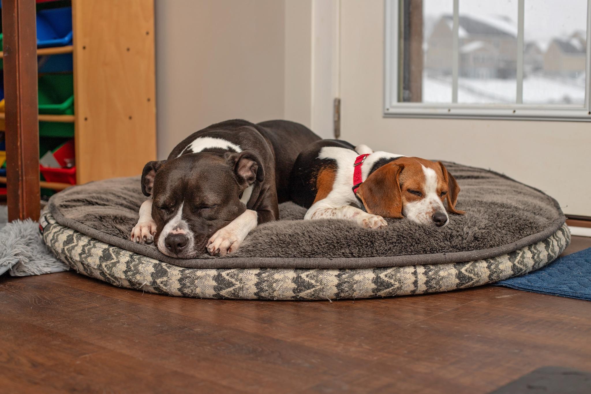 Zoe, an adopted mixed breed in Landenberg, PA image 2/5