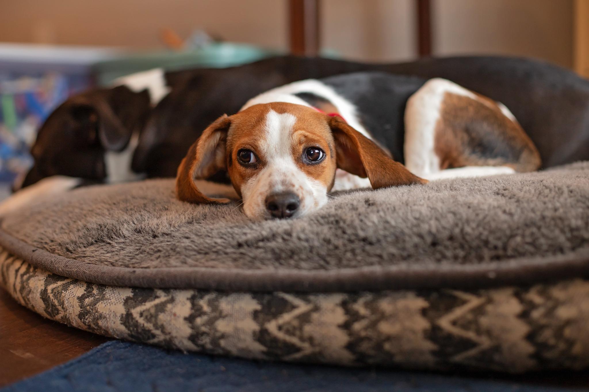Zoe, an adopted mixed breed in Landenberg, PA image 3/5