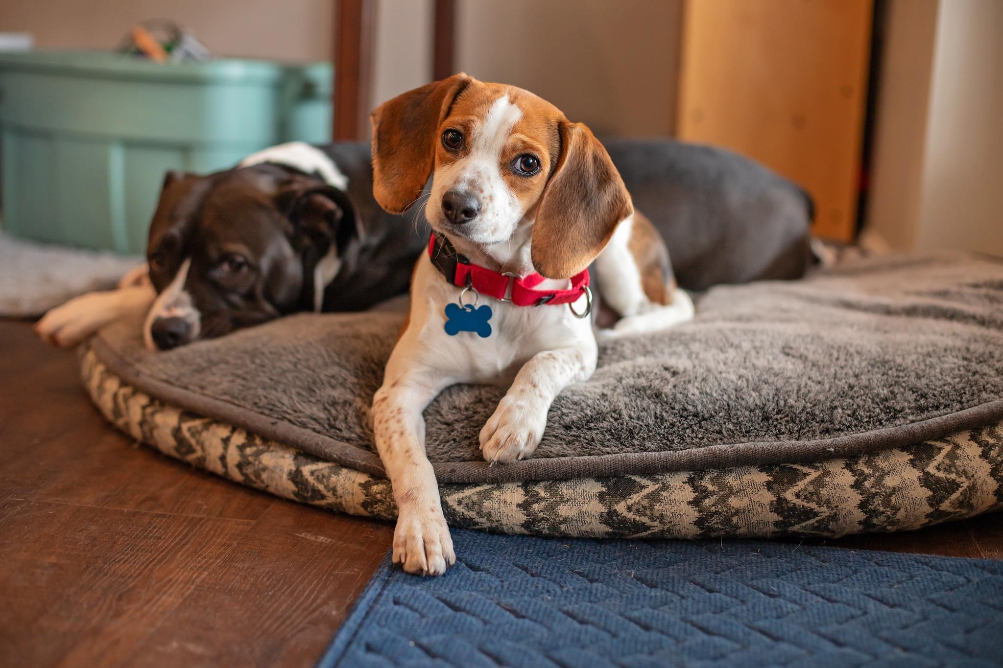 Zoe, adopted, Puppy Female Beagle & Chihuahua.