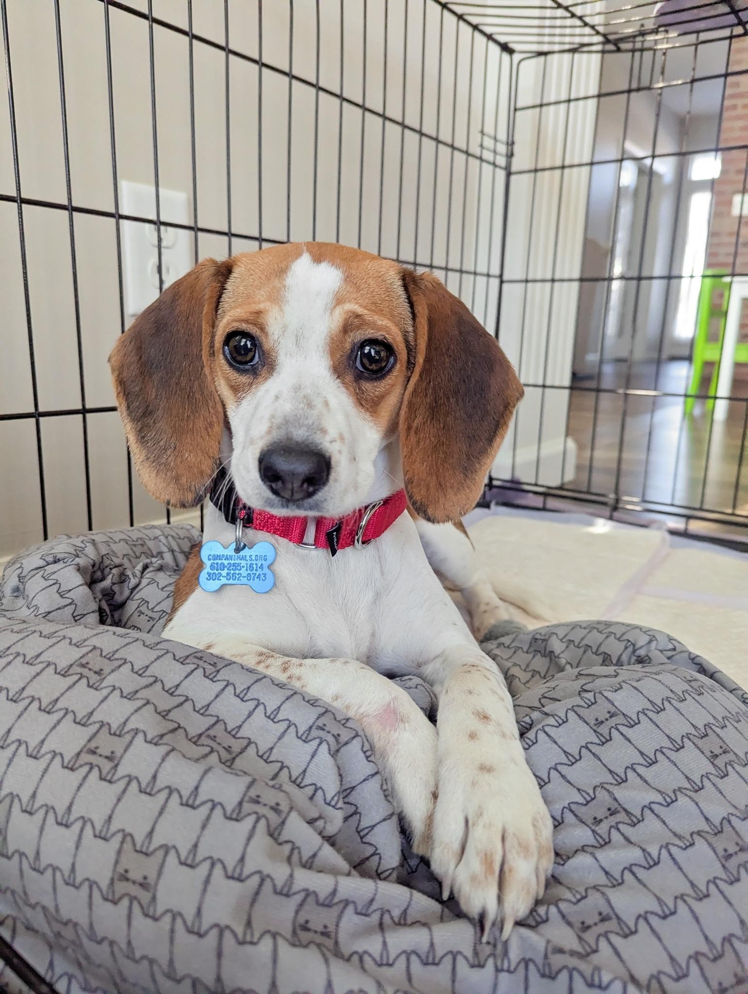 Zoe, an adopted mixed breed in Landenberg, PA image 4/5