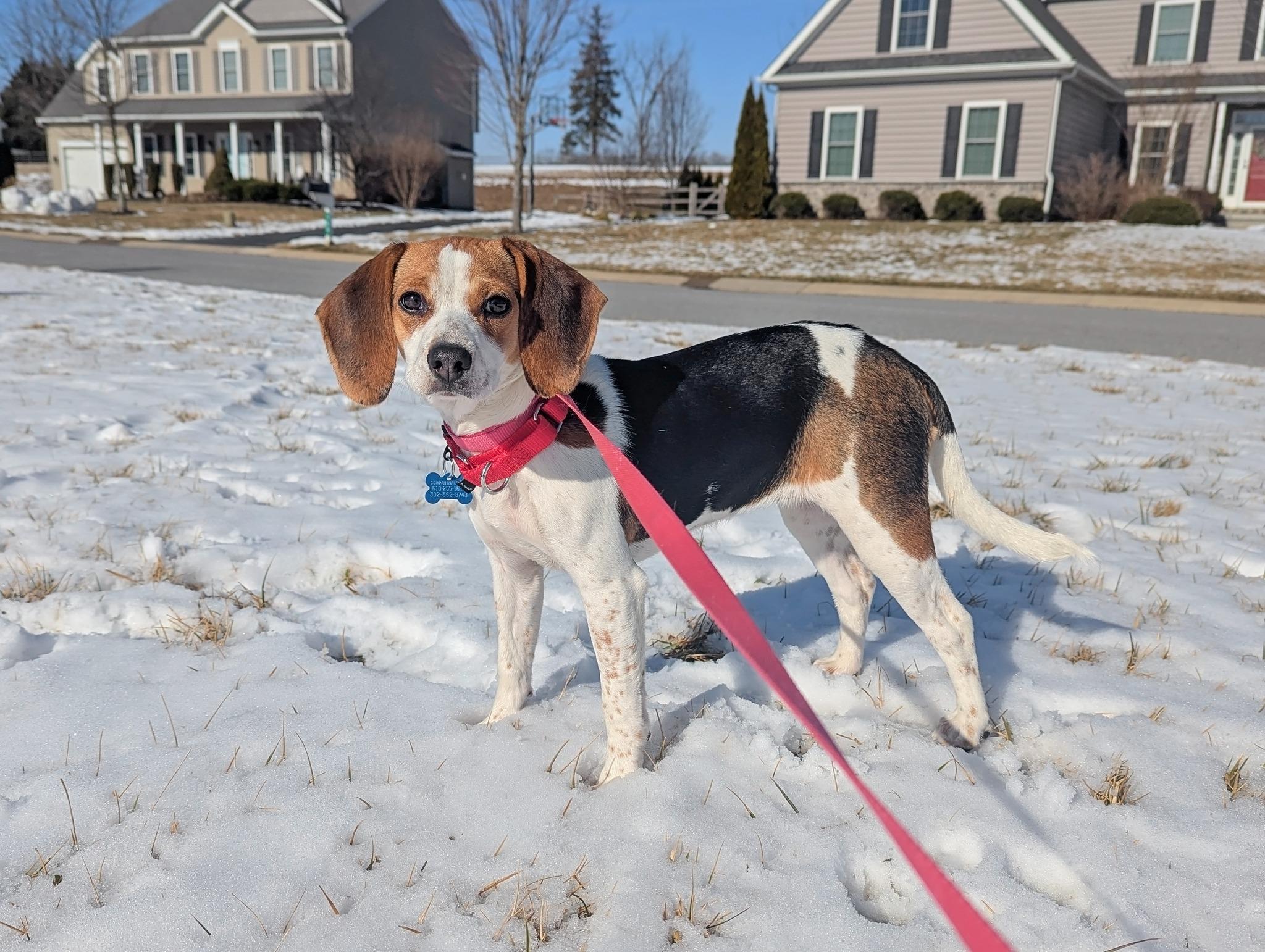 Zoe, an adopted mixed breed in Landenberg, PA image 5/5