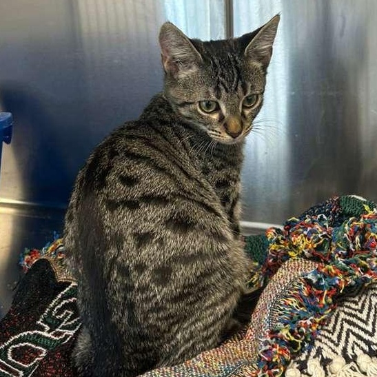 Mike Wazowski, a Adoptable Domestic Short Hair in North Haven, CT image 4/5