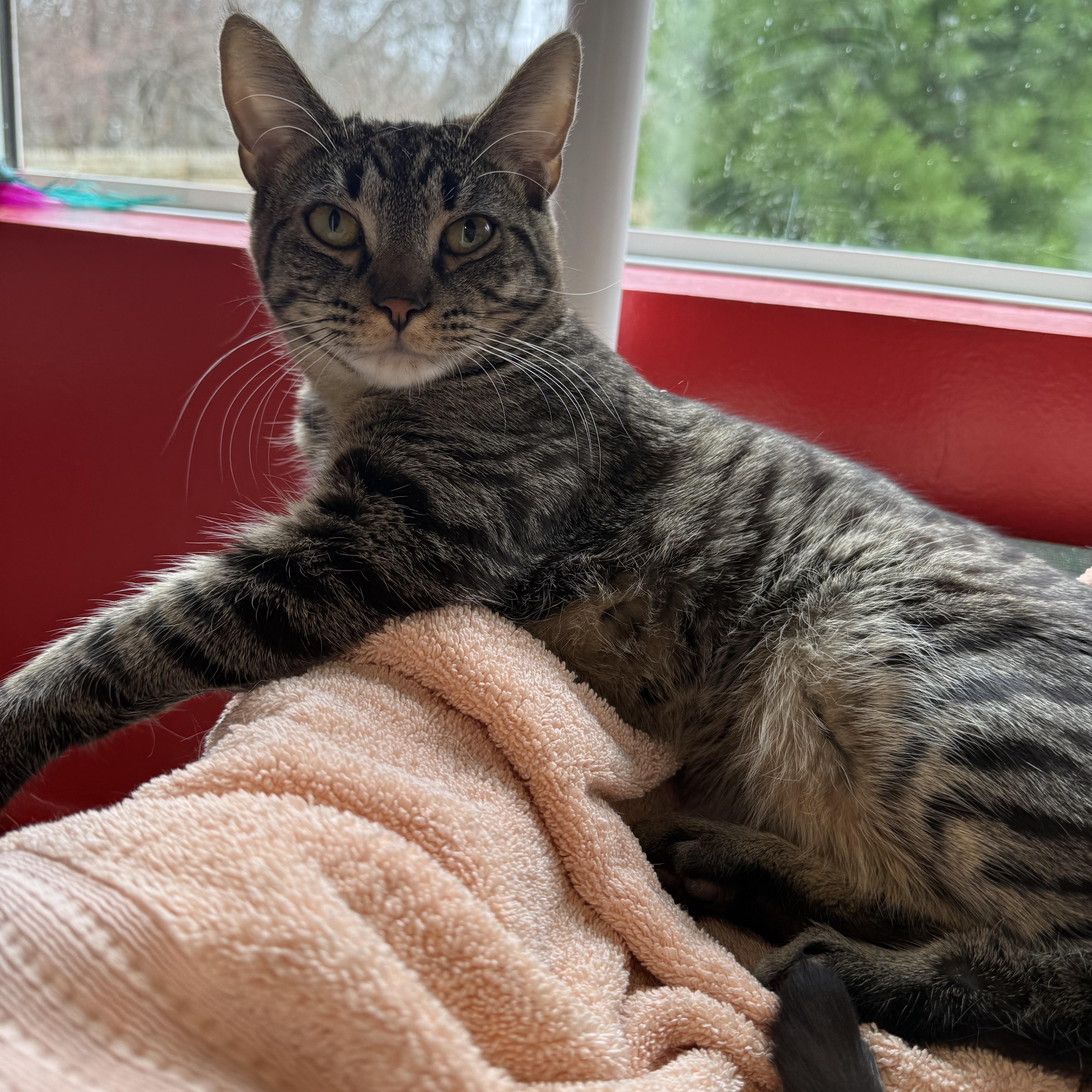 Mike Wazowski, a Adoptable Domestic Short Hair in North Haven, CT image 2/5