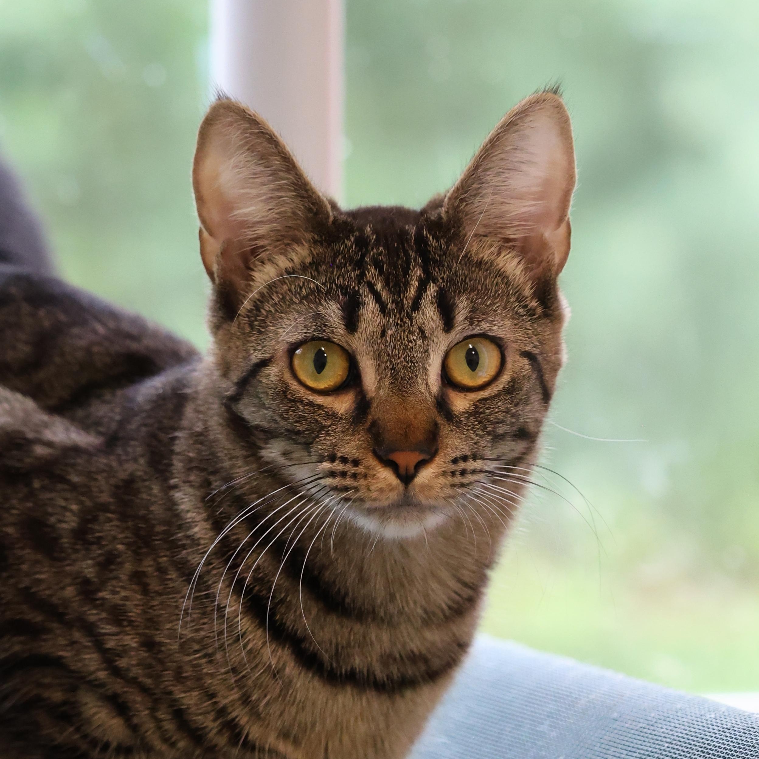 Mike Wazowski, Adoptable, Kitten Male Domestic Short Hair.
