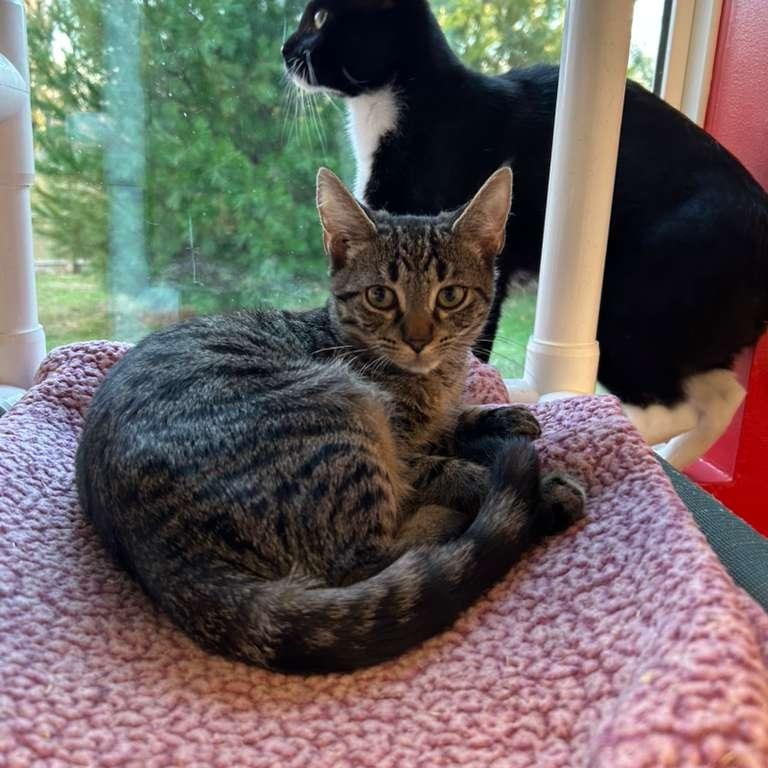 Mike Wazowski, a Adoptable Domestic Short Hair in North Haven, CT image 3/5