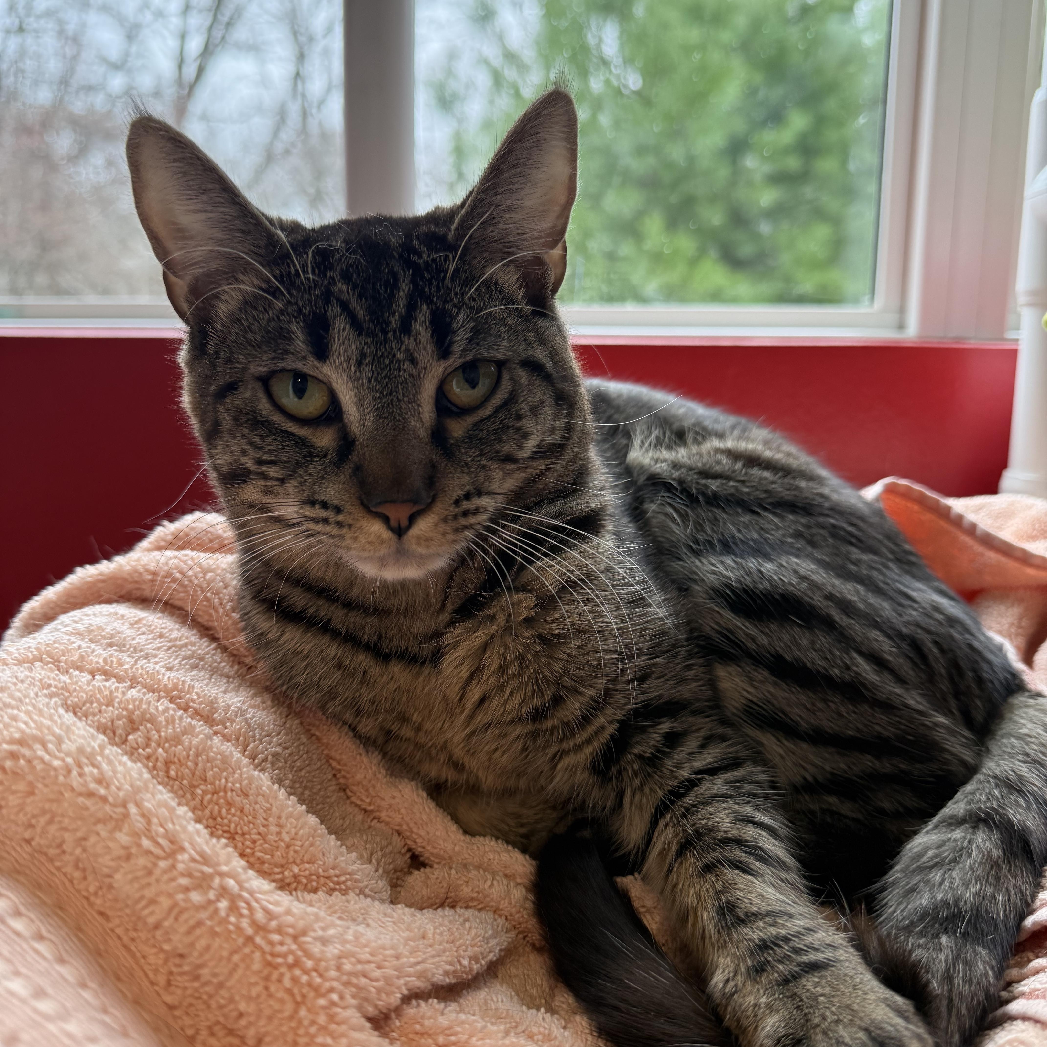 Mike Wazowski, a Adoptable Domestic Short Hair in North Haven, CT image 5/5
