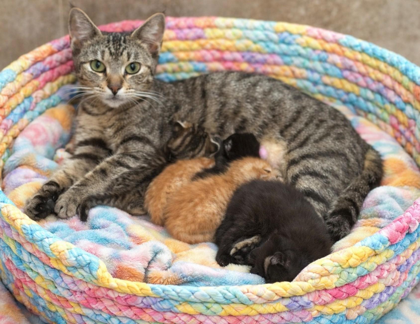 Enlarge Tiggie, an adopted Domestic Short Hair in DELRAY Beach, FL image 2/2
