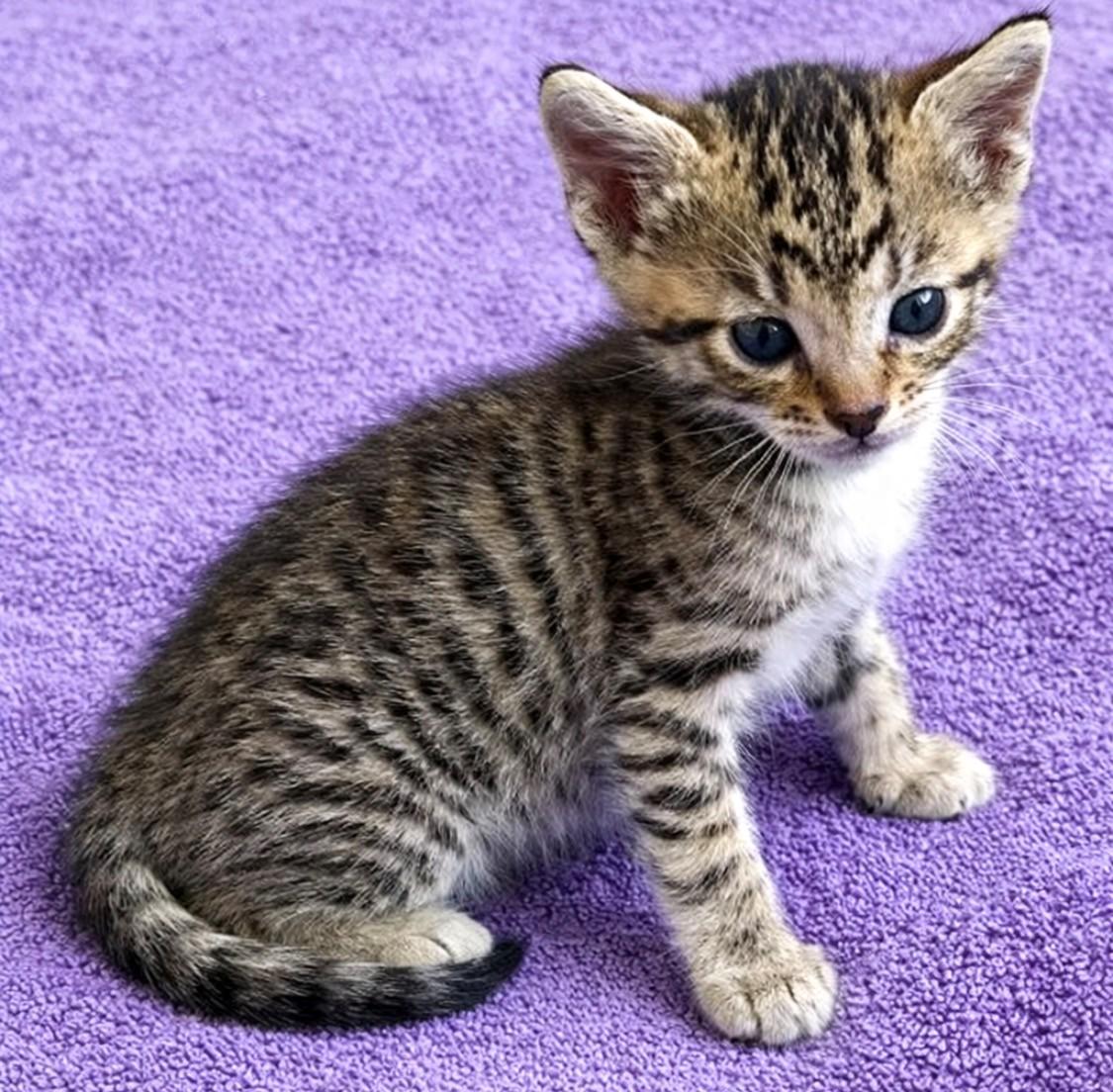 Enlarge Tiggie, an adopted Domestic Short Hair in DELRAY Beach, FL image 1/2