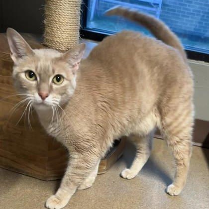 Tyson, a Adoptable mixed breed in The Colony, TX image 1/2