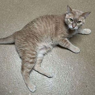 Tyson, a Adoptable mixed breed in The Colony, TX image 2/2