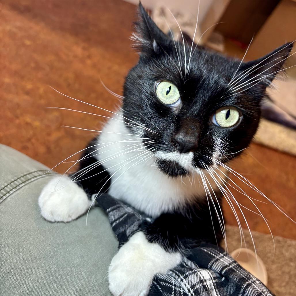 Poppy, Adoptable, Adult Female Domestic Short Hair.