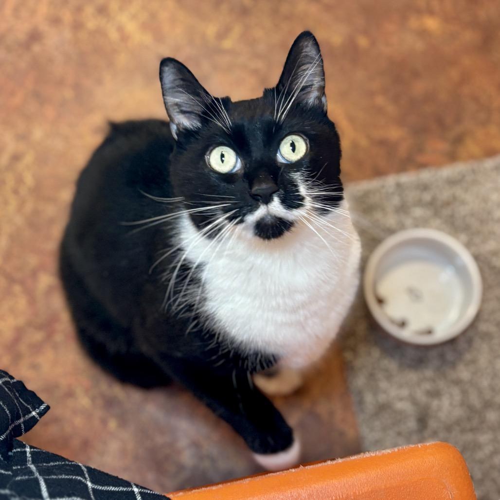 Poppy, Adoptable, Adult Female Domestic Short Hair.