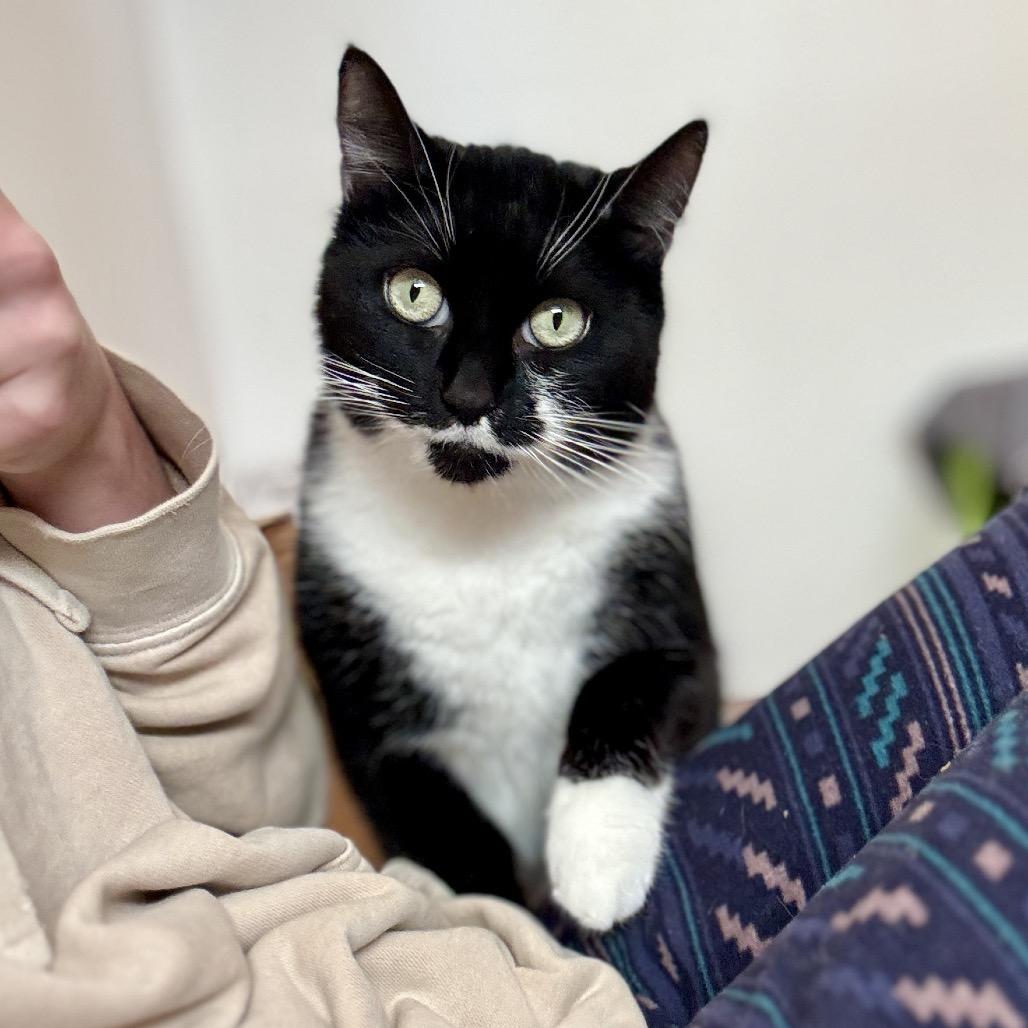 Enlarge Poppy, a Adoptable Domestic Short Hair in Glenwood Springs, CO image 3/6