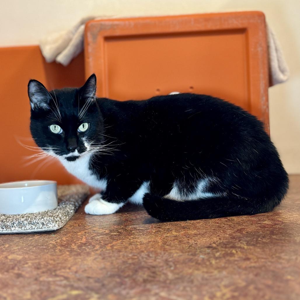 Enlarge Poppy, a Adoptable Domestic Short Hair in Glenwood Springs, CO image 2/6