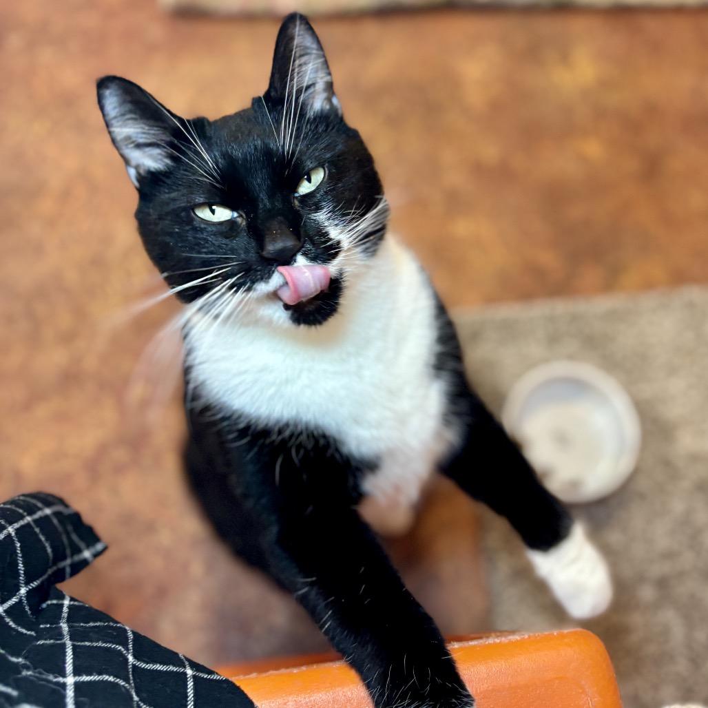 Enlarge Poppy, a Adoptable Domestic Short Hair in Glenwood Springs, CO image 3/6