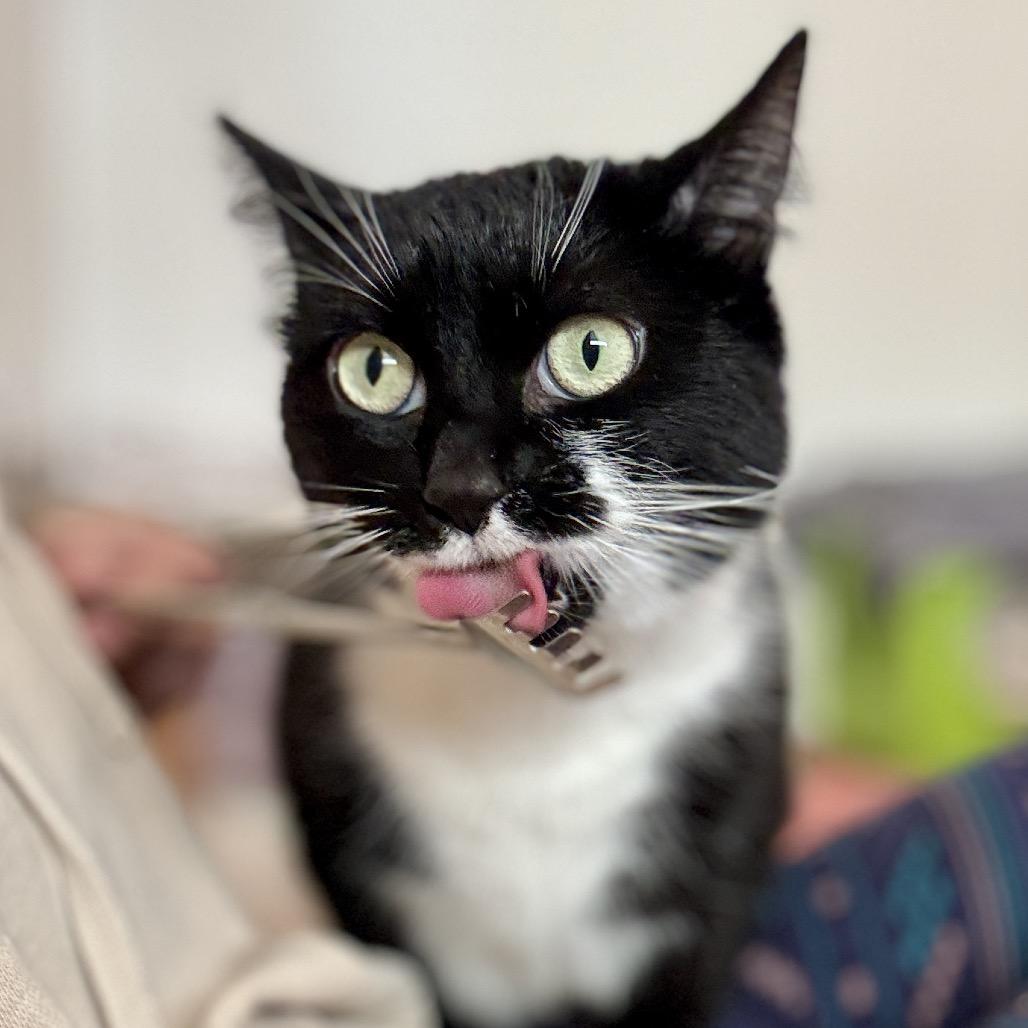 Enlarge Poppy, a Adoptable Domestic Short Hair in Glenwood Springs, CO image 4/6