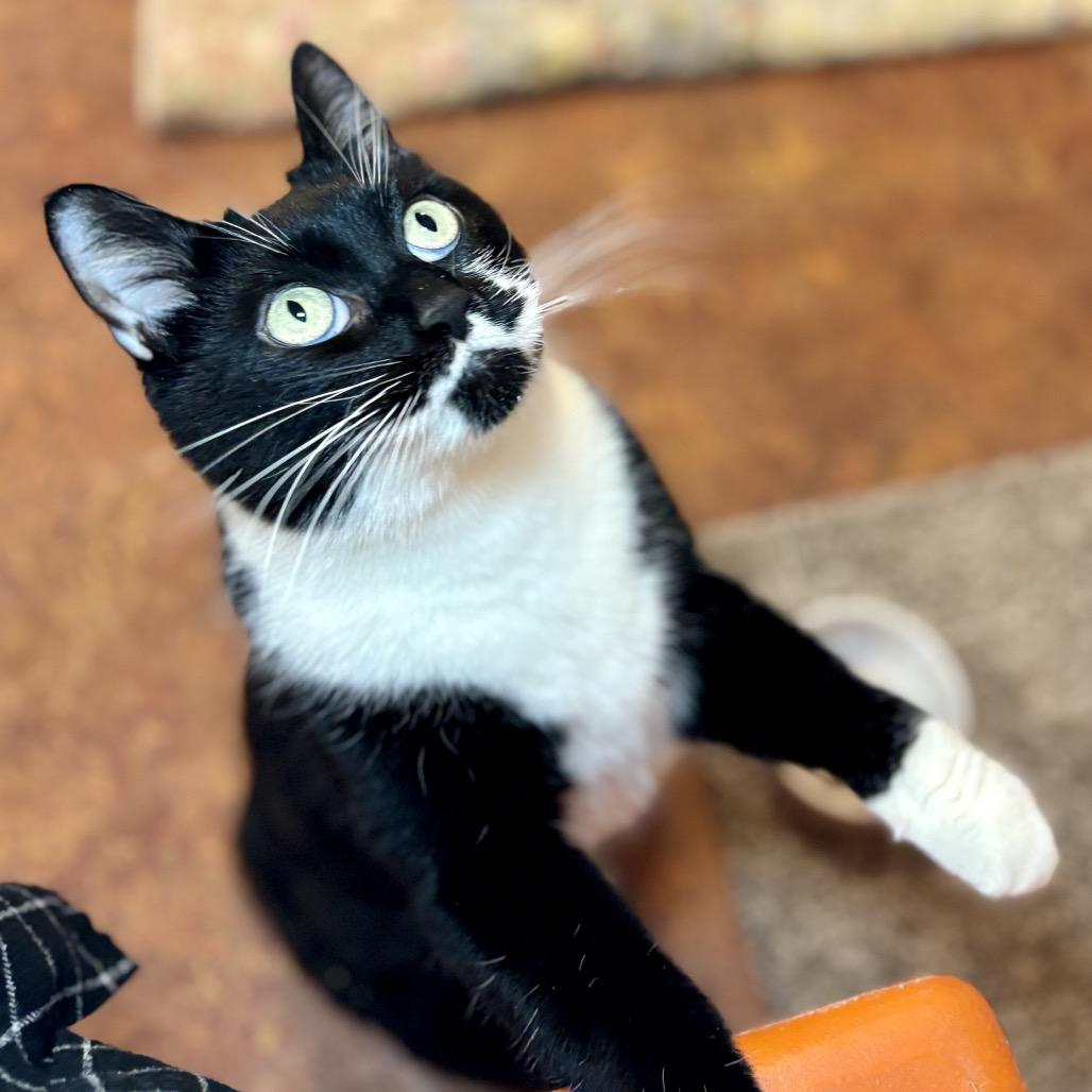 Enlarge Poppy, a Adoptable Domestic Short Hair in Glenwood Springs, CO image 4/6