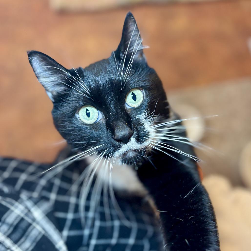 Enlarge Poppy, a Adoptable Domestic Short Hair in Glenwood Springs, CO image 5/6