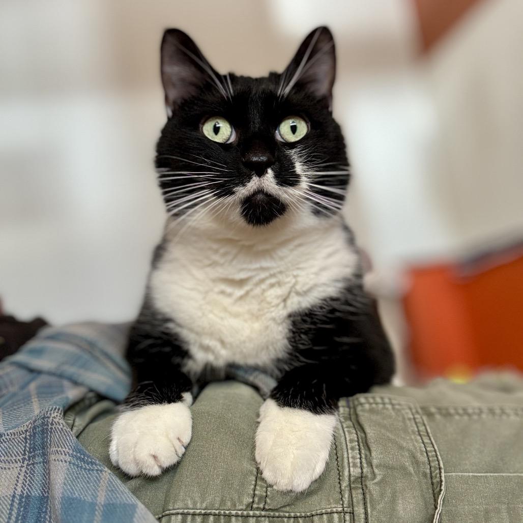 Enlarge Poppy, a Adoptable Domestic Short Hair in Glenwood Springs, CO image 6/6