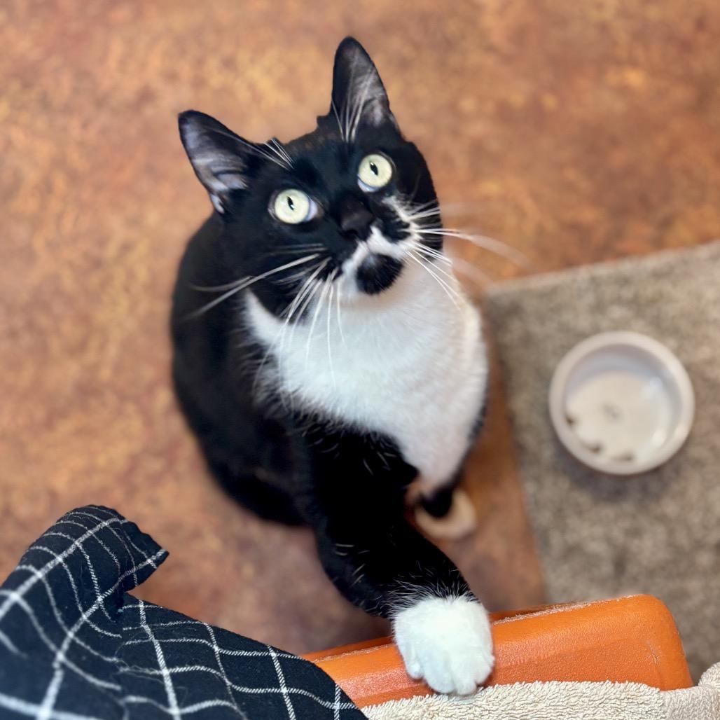 Enlarge Poppy, a Adoptable Domestic Short Hair in Glenwood Springs, CO image 6/6